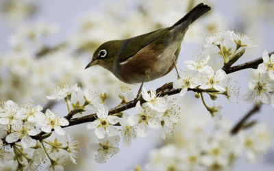 Le concert harmonieux et joyeux de nos oiseaux de printemps !
