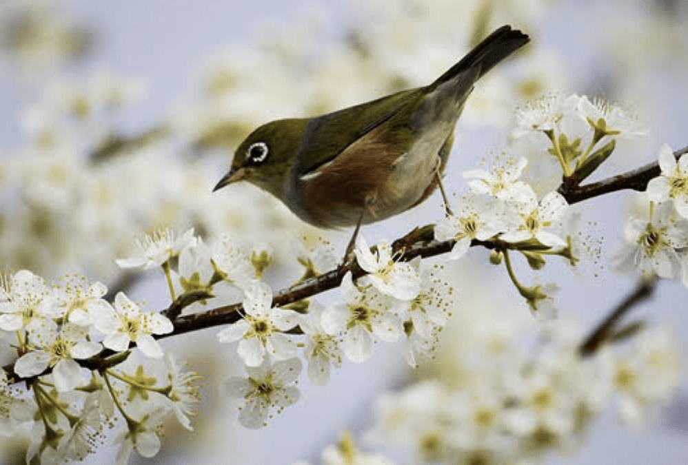 Le concert harmonieux et joyeux de nos oiseaux de printemps !